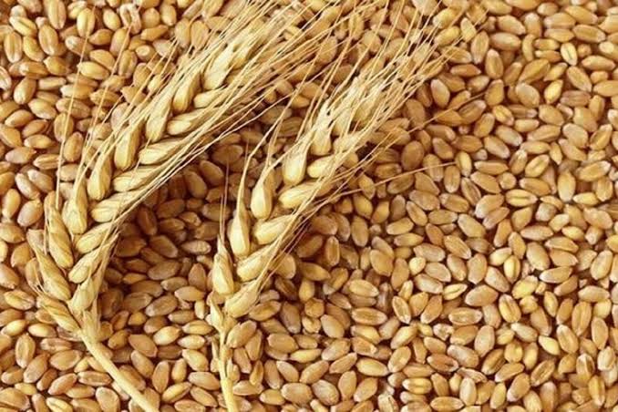 آمادگی باشت برای کشت پاییزه/ بررسی فرآیند تولید و بسته‌بندی بذرهای گندم و جو